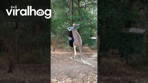 Kangaroo Plays With Punching Bag || ViralHog