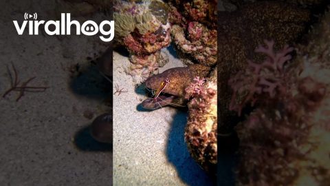 Brave Cleaner Shrimp || ViralHog