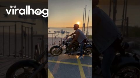 Staffy Rides To Beach In Motorcycle's Tank Carrier || ViralHog