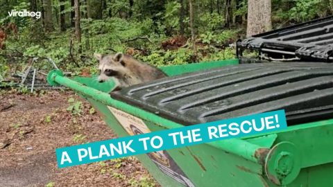 Plank Helps Raccoon Escape || ViralHog