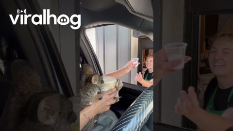 Wallaby Loves Getting Coffee || ViralHog