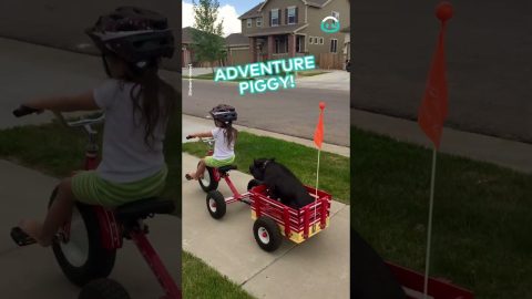 Just A Pig In A Tricycle Wagon || ViralHog