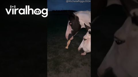 Horse Keeps Composure Around Chicken Toy || ViralHog