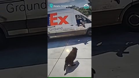 Delivery Driver Turns Stunt Driver To Avoid Dog || ViralHog