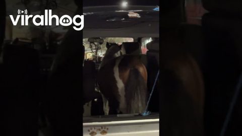 Mini Horse Rides In Backseat || ViralHog