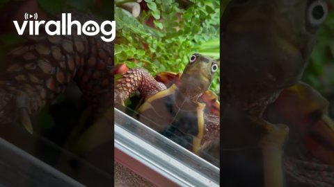 When Your Turtle Is Totally Shell-Shocked || ViralHog