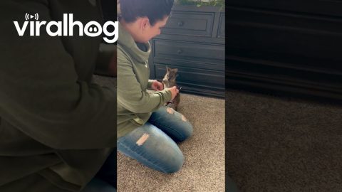 Baby Wallaby Tests Out Boxing Skills || ViralHog