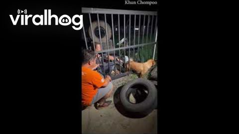 Rescuers Destroy Fence To Save Dog || ViralHog