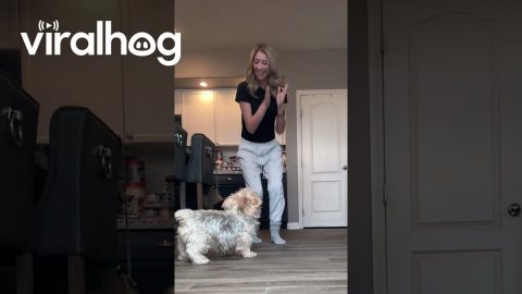 Dog Celebrates After Getting Fake Injection || ViralHog