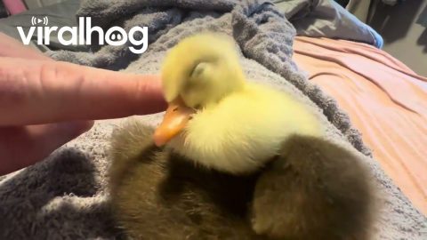 Sleepy Little Duckling || ViralHog