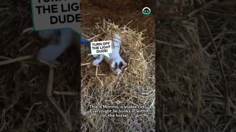 Cat Snoozes With The Horses || ViralHog