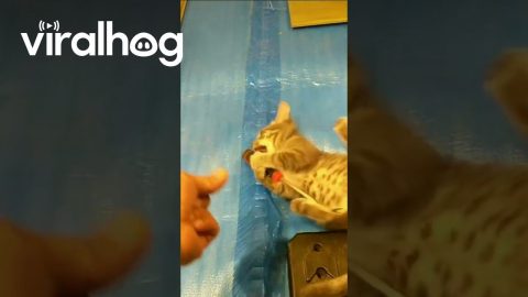 Kitten Carpentry || ViralHog