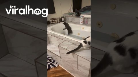Curious Cat Falls Into Bathtub || ViralHog