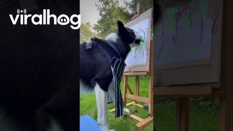 Border Collie Paints Abstract Landscape || ViralHog