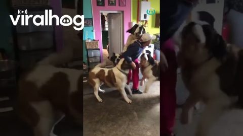 All The Doggo Cuddles || ViralHog