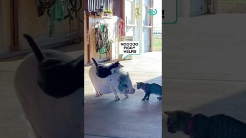 Putting The Pig In Piggy Back Ride || ViralHog