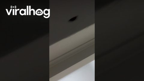 Room Infested By Moths || ViralHog