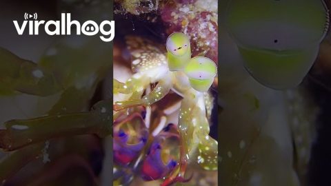 Alien-Looking Shrimp || ViralHog