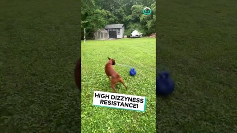 Boxer Dog Swing Ball || ViralHog