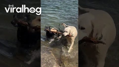 Three Dogs Work Together To Retrieve Stick || ViralHog