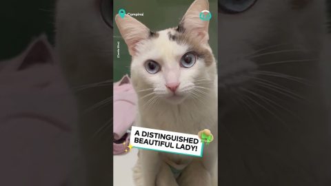 Paraplegic Cat Sits Like a Person || ViralHog