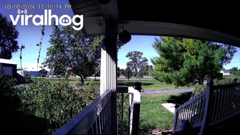 Gary Groundhog Stole My Package || ViralHog