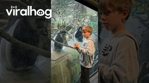 Boy's Rubik's Cube Fascinates Monkey || ViralHog