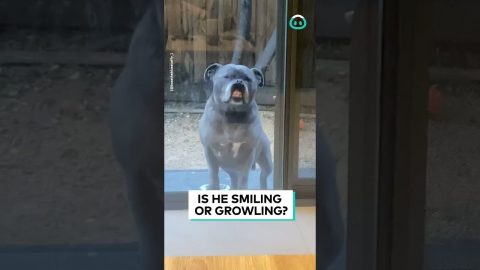 Dog Protests Being Locked Outside || ViralHog