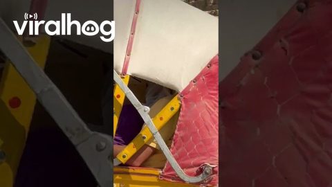 Dog Climbs Down From Great Pyramid of Giza || ViralHog
