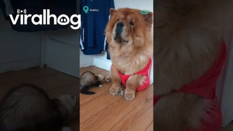 Ferret Goes Too Far With Dog || ViralHog