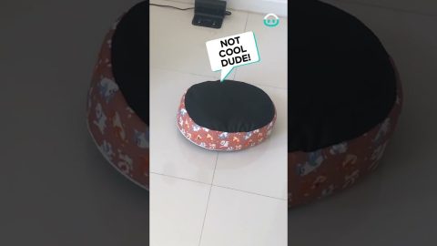 This Doggo's Ride Ends Sooner Than Expected || ViralHog