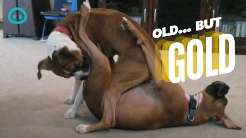Puppies Love To Wrestle || ViralHog