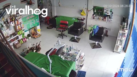 Flock of Ducks Waddle Into Beauty Salon || ViralHog