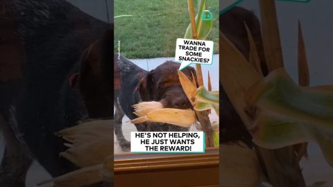 Doggos is Corn Salesman || ViralHog