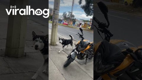 Fearless Canine Takes on Balloon Beast || ViralHog