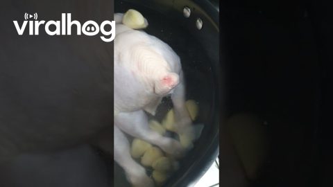 This Chicken Is Not Very Demure || ViralHog