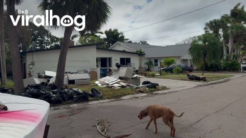 Streets Filled With Debris as Hurricane Milton Approaches || ViralHog