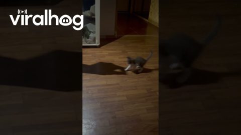 Kitten Plays With Shadow Hand || ViralHog