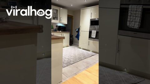 Dog Doesn't Understand Why Dinner Is Late || ViralHog