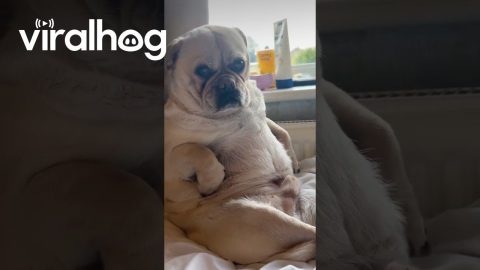 Diva Dog Sits With Paw on Hip || ViralHog
