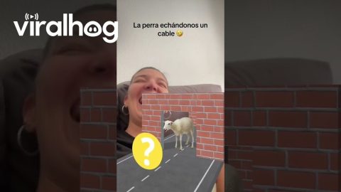 Dog Helps Woman With Game || ViralHog