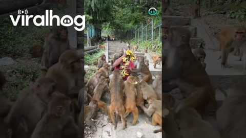 Nepalese Monkeys LOVE Bananas 🍌 || ViralHog