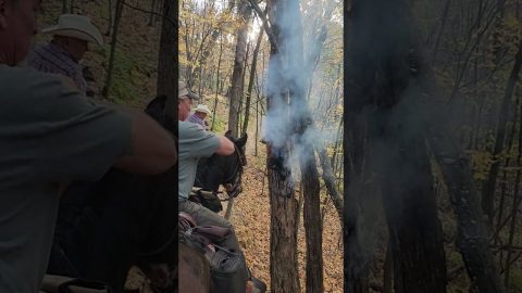 Tree Found Smoking in the Middle of the Woods || ViralHog