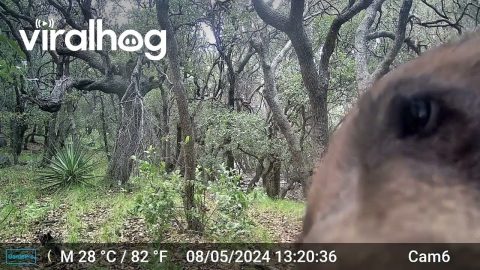 Bear Scratches Its Back on Tree || ViralHog