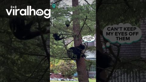 Black Bear Family Hang Out in Tree || ViralHog