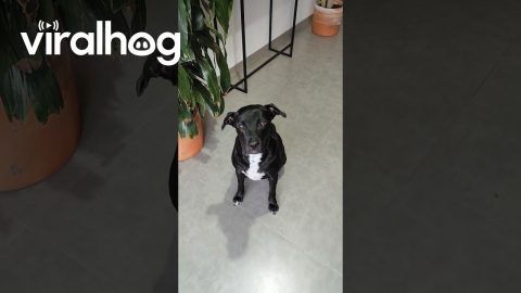 POV: You Adopt a Colombian Dog That Doesn't Understand English || ViralHog