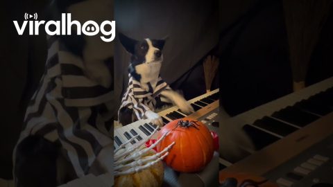 Border Collie's Halloween Piano Composition || ViralHog