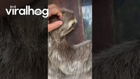 Friendly Sloth Visits House || ViralHog