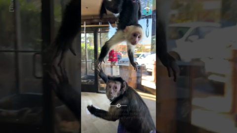 Capuchin Monkeys Cleaning Windows || ViralHog