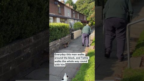 Adorable Kitten is Besties with Elderly Man || ViralHog